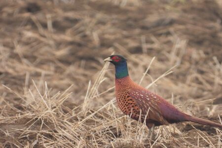 افزایش ۱۵ درصدی جمعیت قرقاول در زیستگاه نوار مرزی شهرستان گرمی
