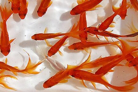 آسیب رهاسازی ماهیان قرمز به محیط زیست