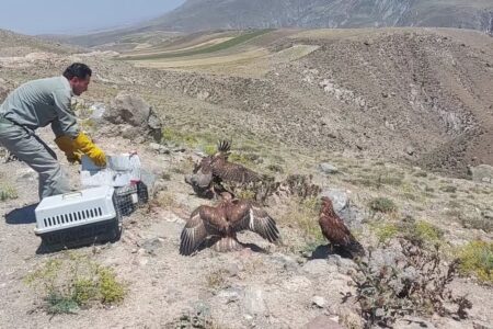 تیمار و رهاسازی ۲۵۰ گونه جانوری در طبیعت استان اردبیل