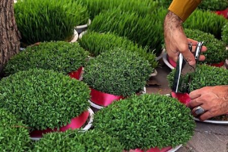 جایگزینی دانه میوه‌ها و درختان به جای گندم و حبوبات در کاشت سبزه