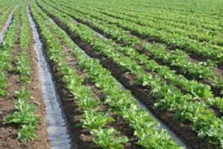 بارندگی سال جاری، زراعت در استان اردبیل را احیا کرد| نصب ۲۰ دستگاه ضدتگرگ در اردبیل