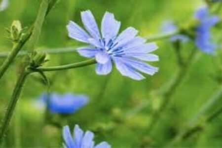 همکاری مشترک اردبیل و چین در حوزه گیاهان دارویی