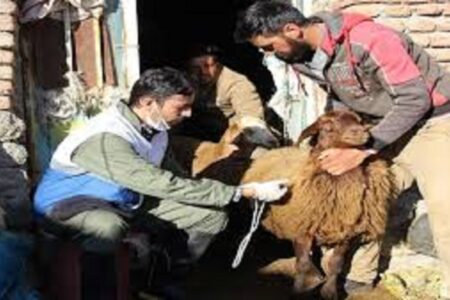 اردبیل از استان‌های موفق و برتر در کنترل بیماری تب برفکی است