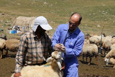 واکسیناسیون دام علیه بیماری تب برفکی رایگان است