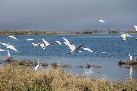تالاب‌های شمال استان اردبیل میزبان پرندگان مهاجر