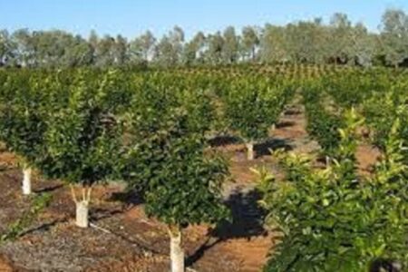 پنج هزار هکتار از اراضی باغی اردبیل شناسه‌گذاری شد